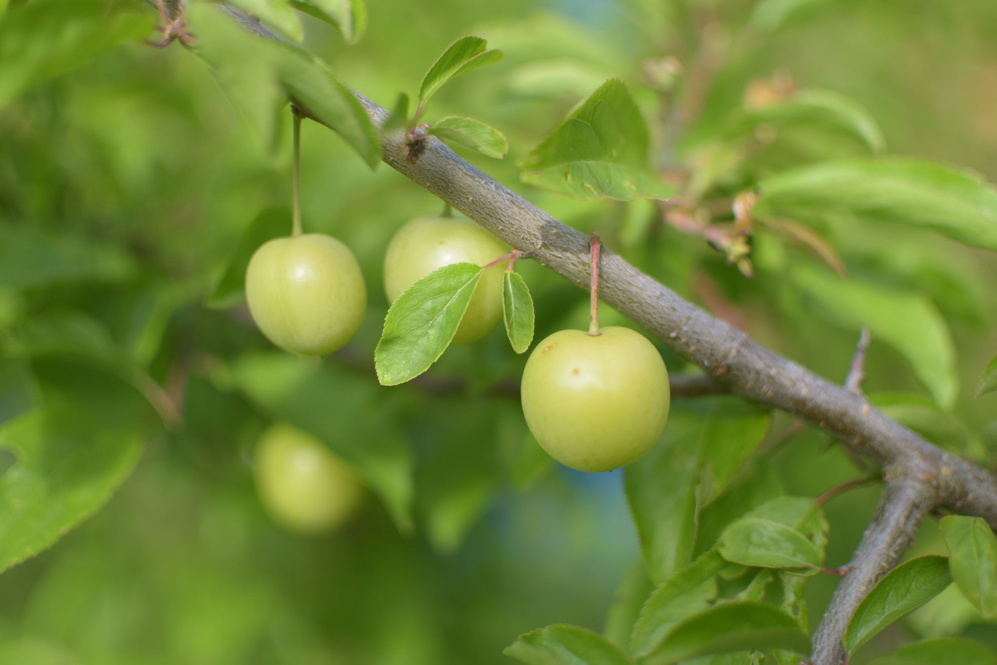 Kakadu Plum vs. Vitamin C Serum: Which Actually Brightens?